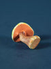 Wooden Mushroom Toy - Russula Virescens - Noelino Toys